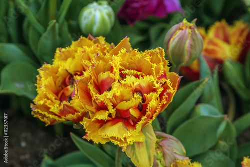 flowerbed with tulips