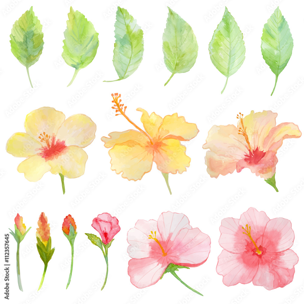 Watercolor Hibiscus flowers and leaves Watercolor Hibiscus flowers and leaves