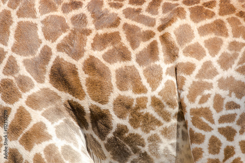 Foto beautiful Giraffe (Giraffa camelopardalis) skin for background u
