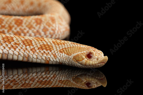 Closeup Pink pastel Albino Western Hognose Snake, Heterodon nasicus isolated on black background