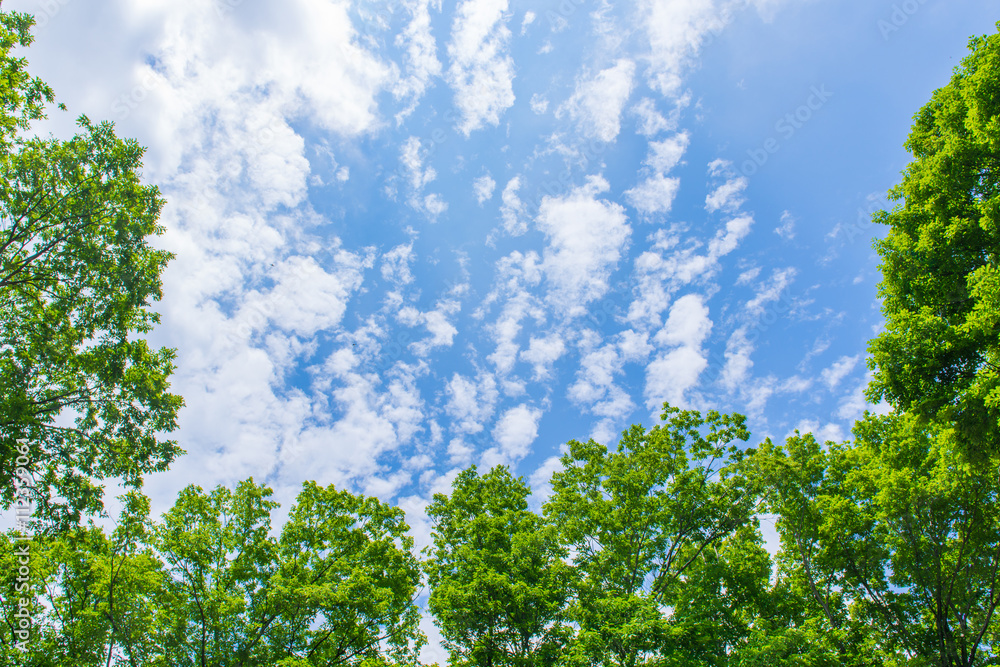 Fototapeta premium Green tree and Blue sky