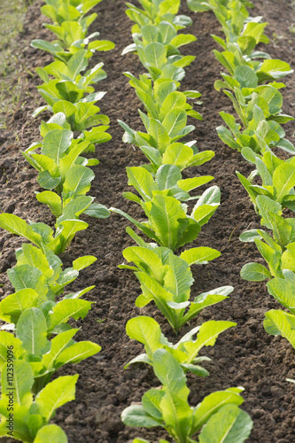 Rows of turnip plants in a cultivated farmers field