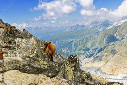 Beautiful idyllic alpine landscape with goats, Alps mountains  and countryside in summer, Switzerland   © Iuliia Sokolovska