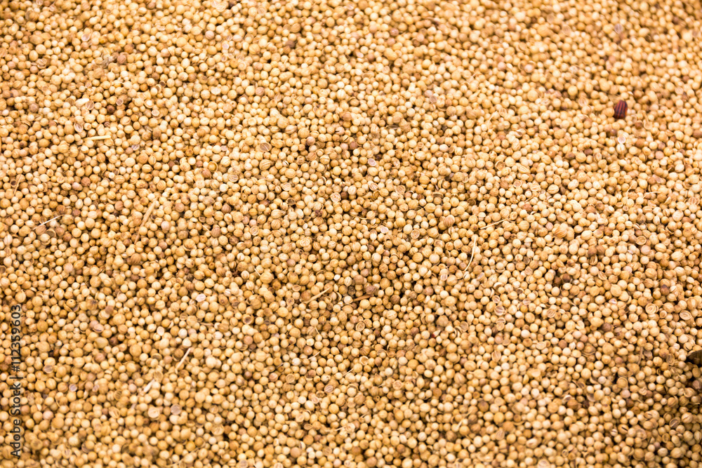 coriander seed coriander seed