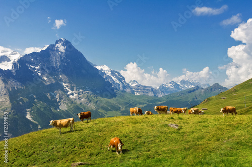 Beautiful idyllic alpine landscape with cows, Alps mountains  and countryside in summer, Switzerland   © Iuliia Sokolovska