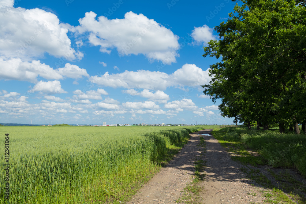 road through the green meadow