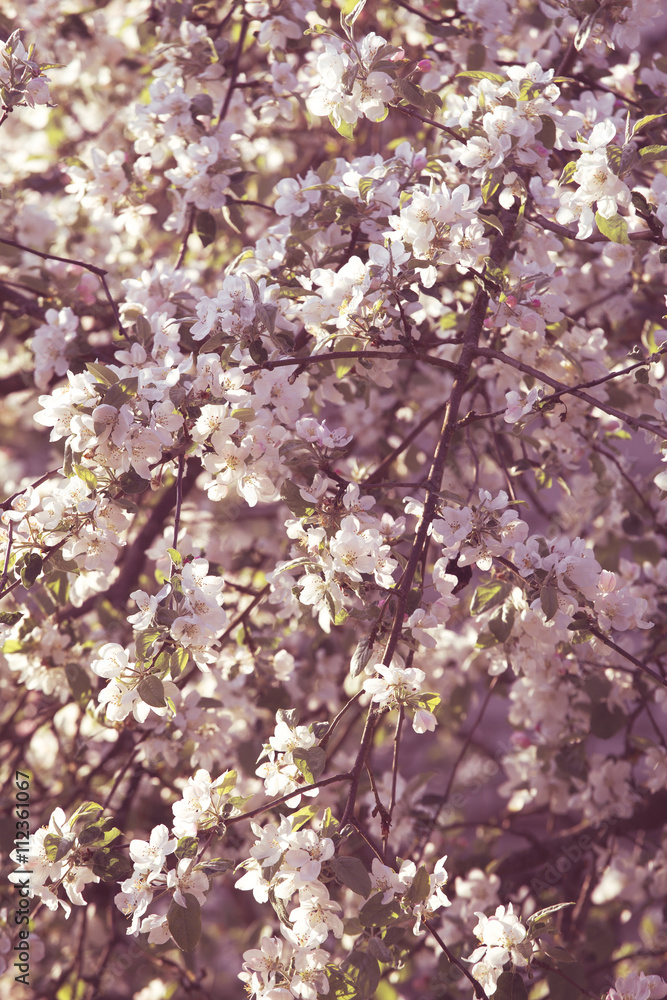 Blossom tree spring time background Blossom tree spring time background