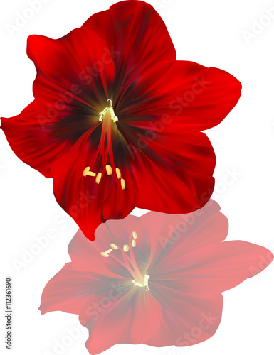 Fototapeta Naklejka Na Ścianę i Meble -  dark red amaryllis bloom with reflection