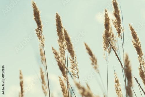 Wild grasses in a field at sunset.