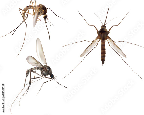 illustration with three brown mosquito