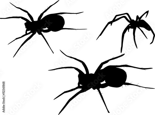 three isolated black spiders illustration