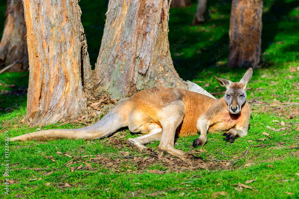 Lazy australian kangaroo