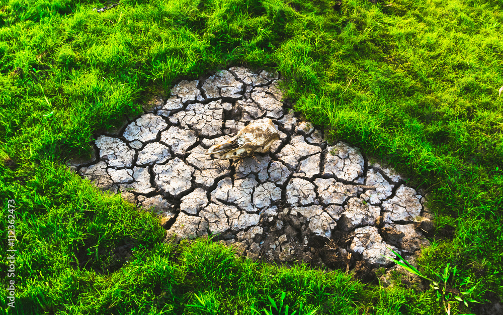 The Cracked Earth Ground In The Field The Cracked Earth Ground In The Field