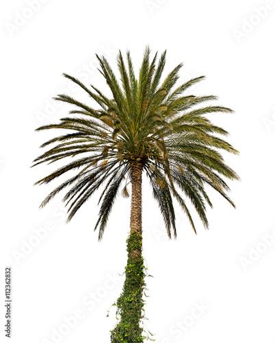 Date palm tree © viktoriya89