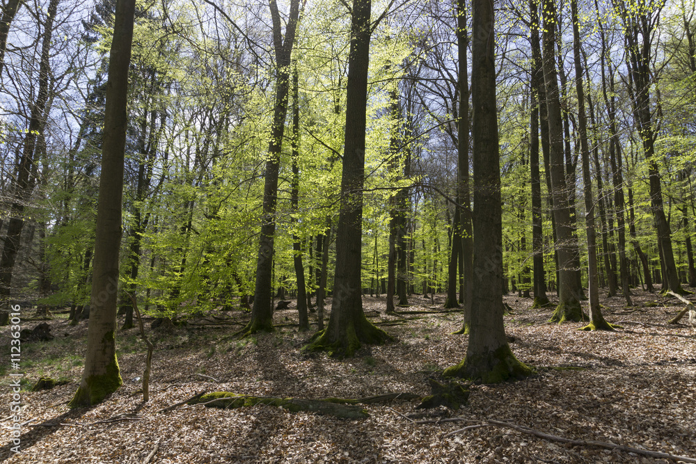 Fototapeta premium Buchenwald, Naturpark Arnsberger Wald, Sauerland, Nordrhein-Westfalen, Deutschland