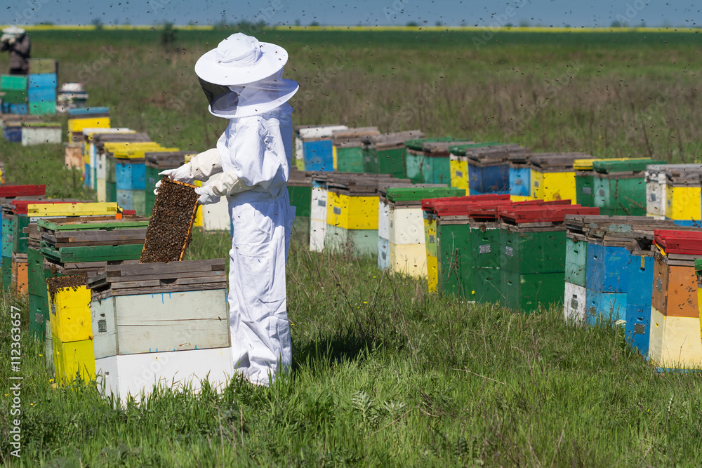 Fototapeta premium Apiarist watching over his bee hives