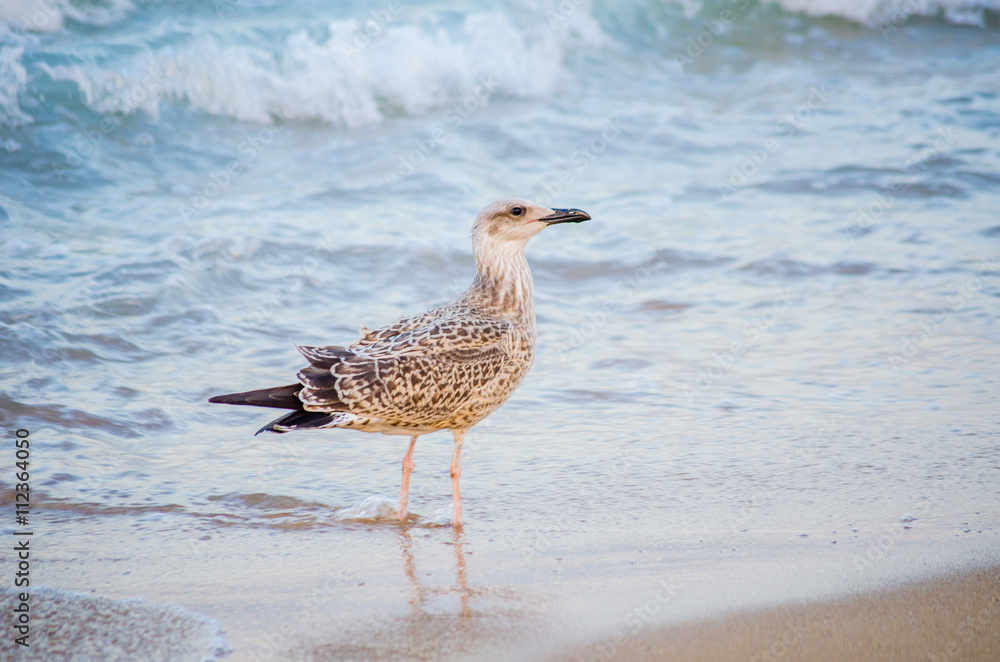 seagull walks on the beach seagull walks on the beach