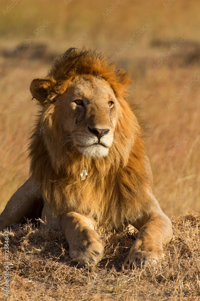 Fototapeta premium Male lion lying in the grass at sunset in Masai Mara, Kenya. Shot at sunset