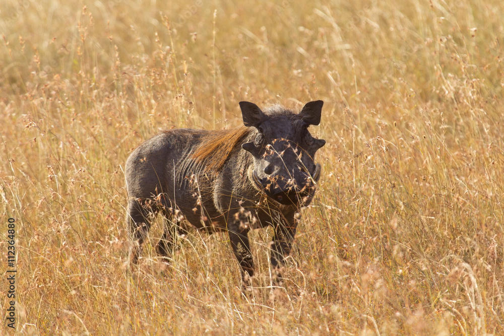 Single warthog in the grass, Masai Mara, Kenya