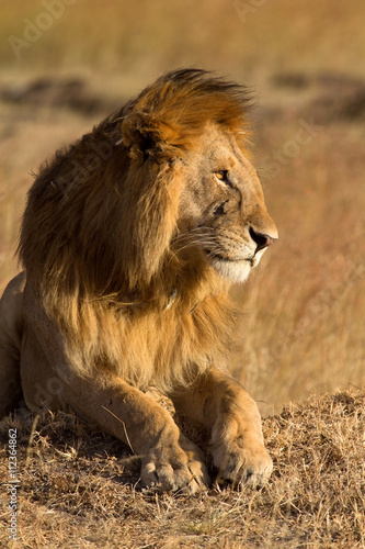 Male lion lying in the grass at sunset in Masai Mara  Kenya. Shot at sunset. Vertical shot  side view