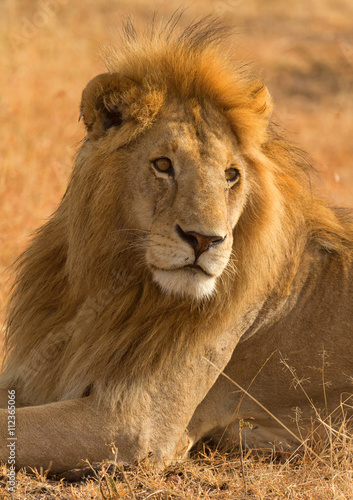 Portrait of male lion lying in the grass at sunset in Masai Mara  Kenya
