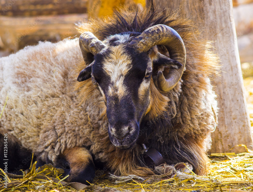 Fototapeta premium a ram. Big Horn Sheep. Big Horn Sheep ram looking over a ledge a