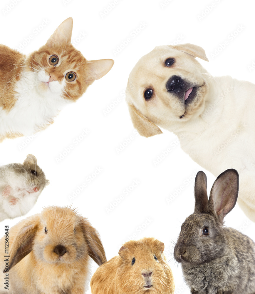 Obraz premium set of pets