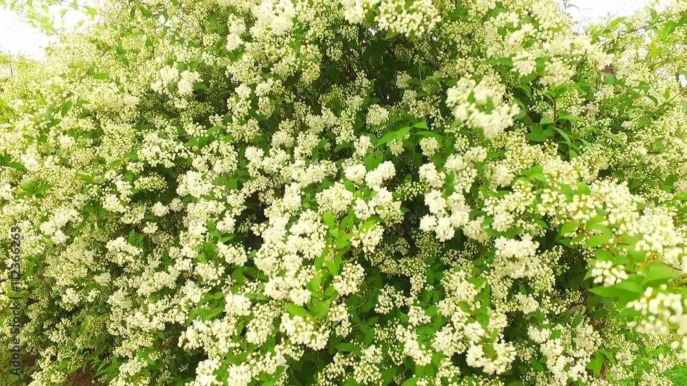 White bush close up. In early spring. White bush close up. In early spring.