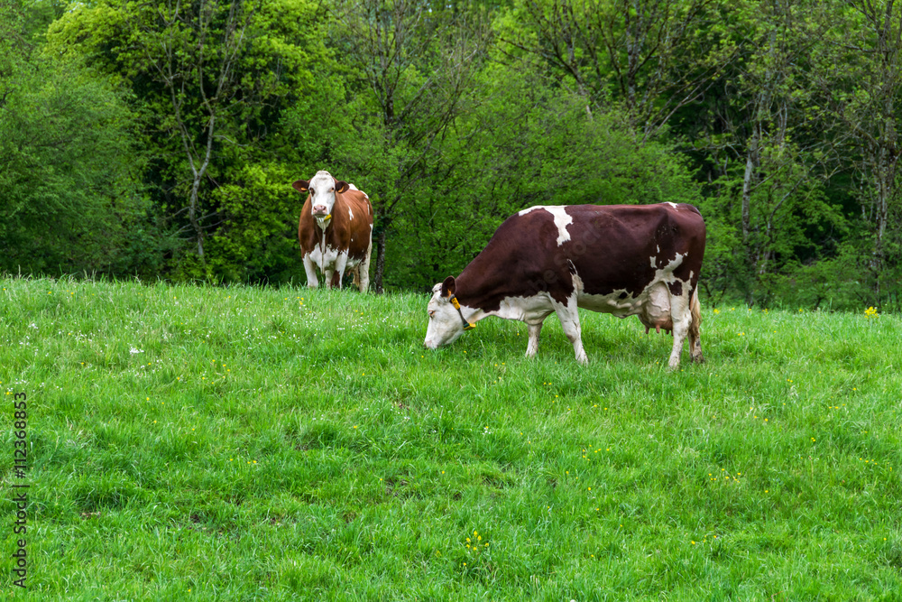 Obraz premium Vaches dans pâturage