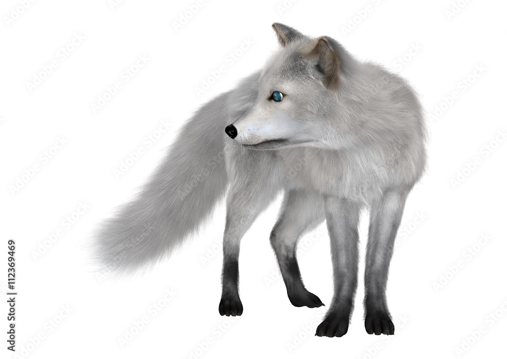 3D Rendering Polar Fox on White