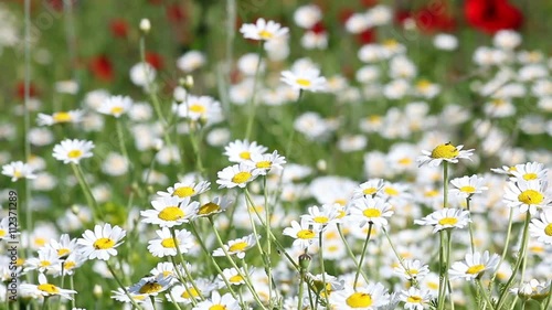 chamomile flowers meadow