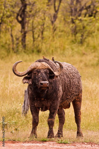 Wild African Cape Buffalo in South Luangwa National Park