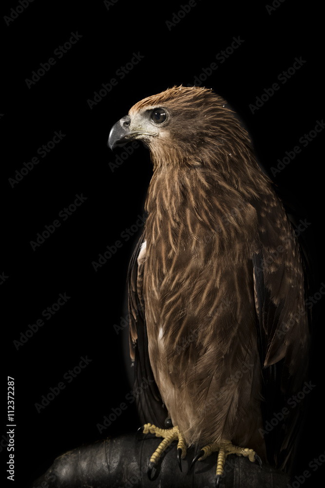 Fototapeta premium Closeup hawk on black background