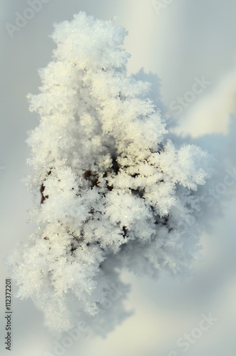frozen abstract tree branches and plants in winter snow