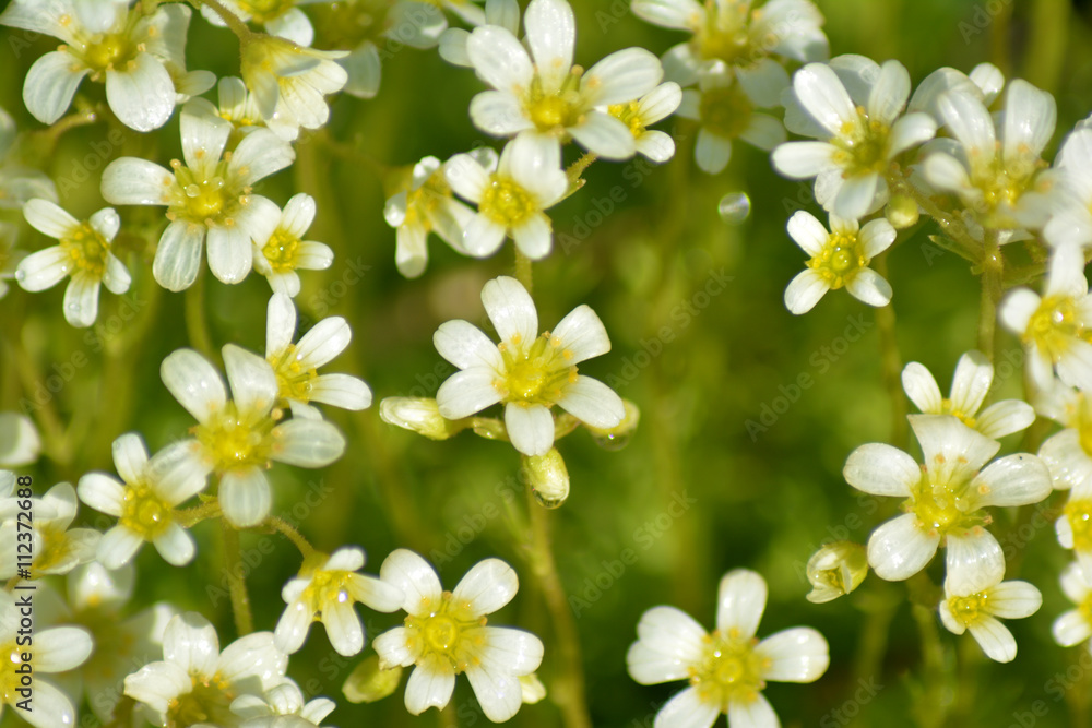 Obraz premium Little white flowers closeup
