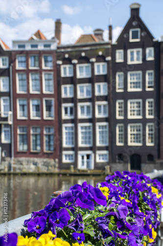 Yellow and purple violets with historical houses as background in Amsterdam