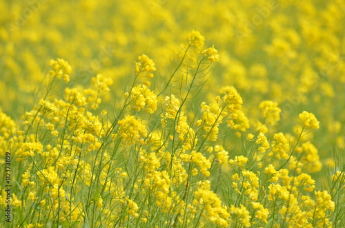 菜の花の黄色い絨毯 © tmax500