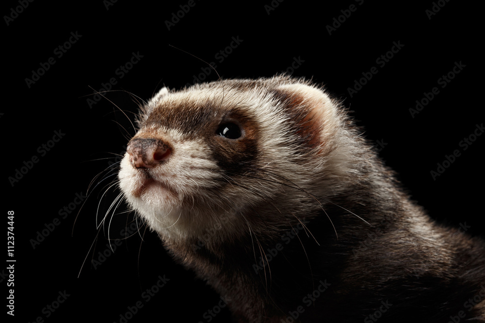 Closeup Portrait of Funny Ferret looking at the camera isolated on Black Background, Front view Closeup Portrait of Funny Ferret looking at the camera isolated on Black Background, Front view