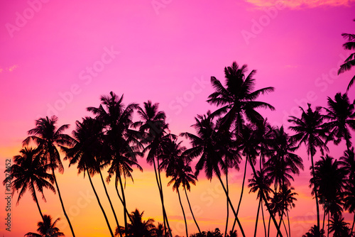 Tropical coconut palm trees silhouettes at sunset