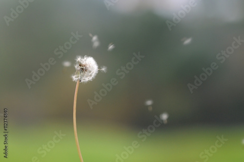 Fototapeta Naklejka Na Ścianę i Meble -  dente de leão