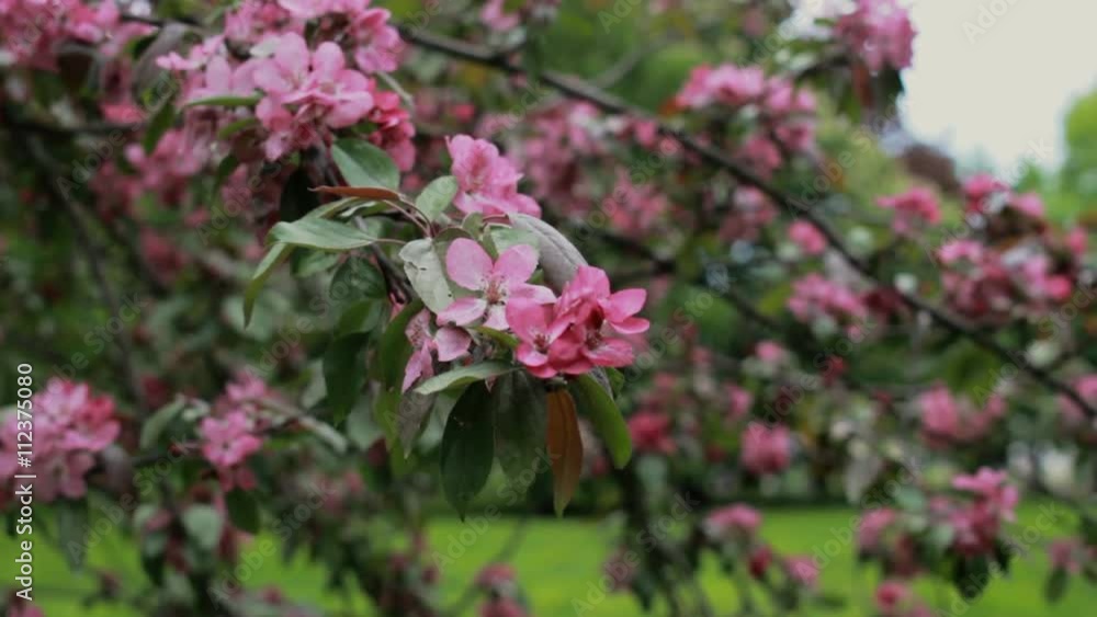 Pink flowers blossoms on the branches of the cherry tree Pink flowers blossoms on the branches of the cherry tree