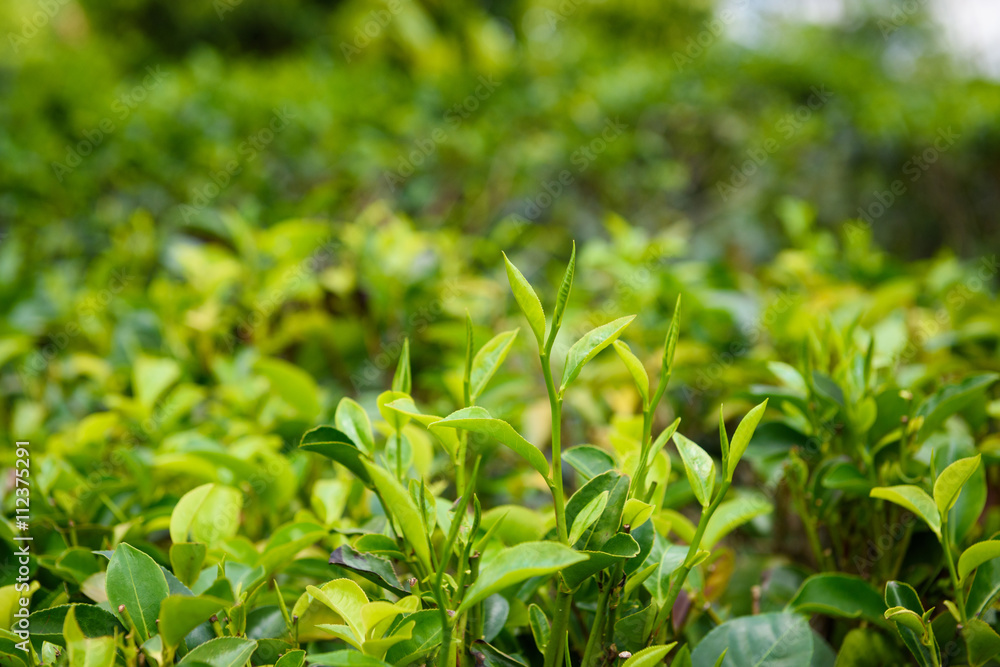 Fresh tea leaves and buds on tea plantation