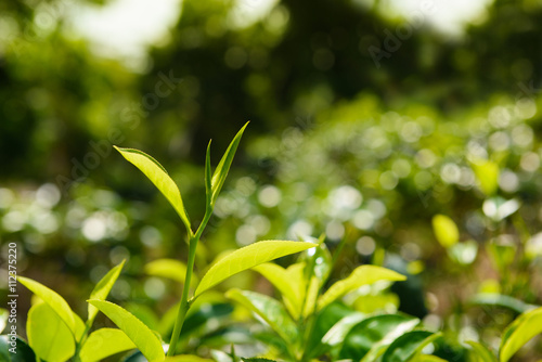 Tea bush with fresh tea leaves and bud on tea plantation