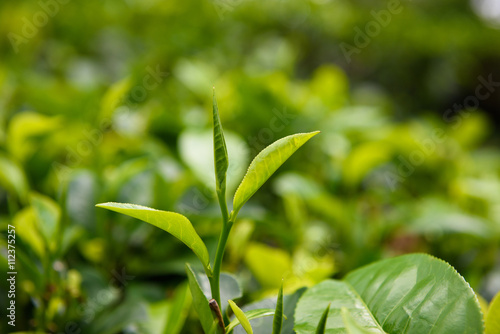 Fresh tea leaves and bud on tea plantation