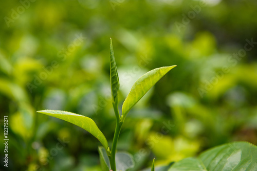 Obraz na plátně Fresh tea leaves and bud on tea plantation