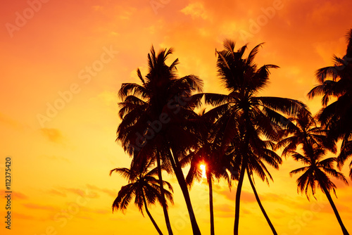 Tropical palm silhouettes on ocean beach at vivid sunset time © nevodka.com