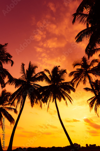 Tropical beach at sunset © nevodka.com