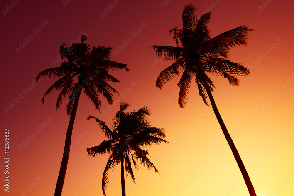 Tropical palm silhouettes on ocean beach at vivid sunset time