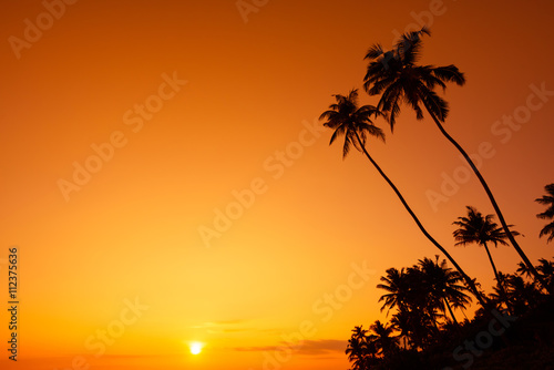 Palm trees silhouette at tropical ocean beach at warm sunset