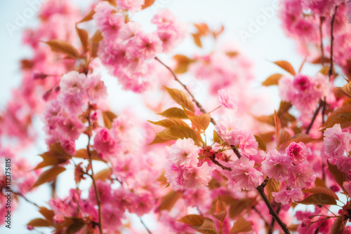 Pink flowers of sakura cherry tree spring blossom, at soft warm evening light